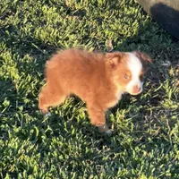 Rico, a male Toy Australian Shepherd for sale in Fort Worth, TX – Photo 2 of 3