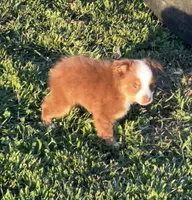 Rosie, a female Toy Australian Shepherd for sale in Fort Worth, TX – Photo 3 of 3