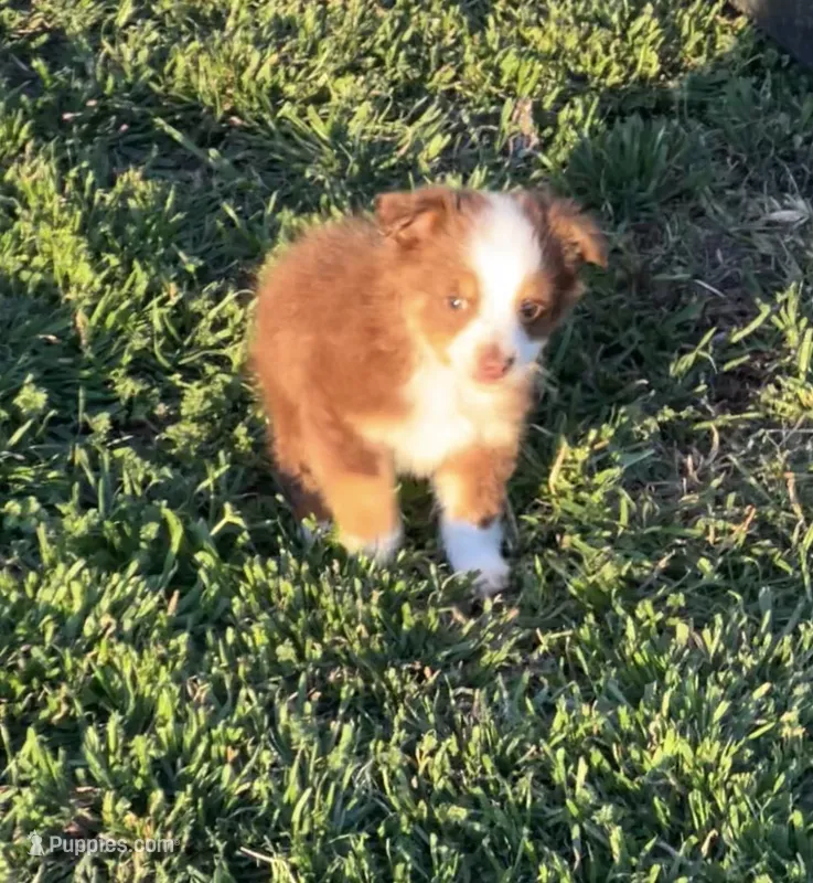 Rico – Toy Australian Shepherd puppy for sale in Fort Worth, TX