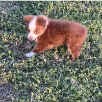Rico, a male Toy Australian Shepherd for sale in Fort Worth, TX – Photo 3 of 3