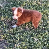 Rosie, a female Toy Australian Shepherd for sale in Fort Worth, TX – Photo 1 of 3