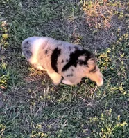 Macey, a female Toy Australian Shepherd for sale in Fort Worth, TX – Photo 1 of 3