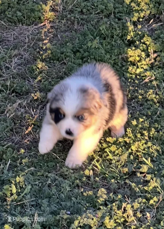 Macey – Toy Australian Shepherd puppy for sale in Fort Worth, TX