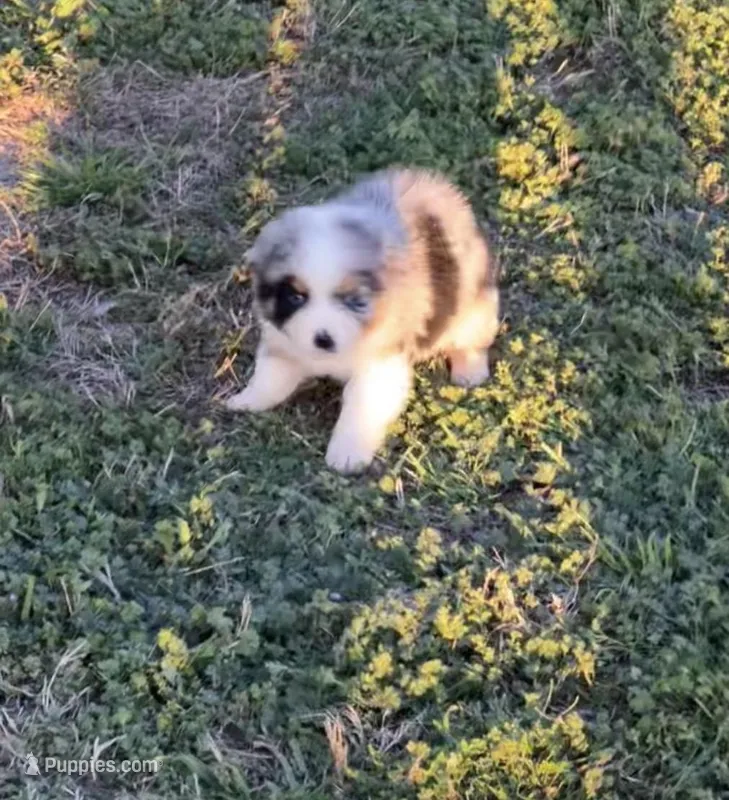 Macey – Toy Australian Shepherd puppy for sale in Fort Worth, TX