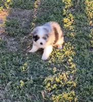 Macey, a female Toy Australian Shepherd for sale in Fort Worth, TX – Photo 2 of 3