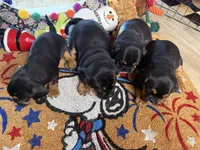 Piggy's Girl 3 , a female French Bulldog and Cavalier King Charles Spaniel for sale in Davis, OK – 2 of 5