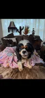 Domnique, a female Cavalier King Charles Spaniel for sale in Davis, OK – 2 of 4