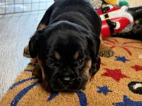 Piggy's Only Boy -ON HOLD, a male French Bulldog and Cavalier King Charles Spaniel for sale in Davis, OK – 5 of 7