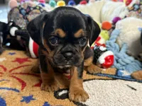 Piggy's Girl 1 , a female French Bulldog and Cavalier King Charles Spaniel for sale in Davis, OK – 2 of 5
