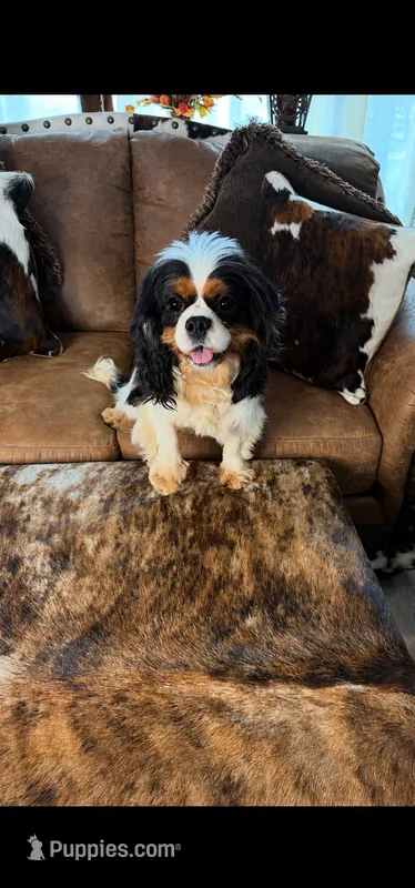 Domnique – Cavalier King Charles Spaniel puppy for sale in Davis, OK