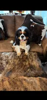 Domnique, a female Cavalier King Charles Spaniel for sale in Davis, OK – 1 of 4