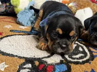 Piggy's Only Boy -ON HOLD, a male French Bulldog and Cavalier King Charles Spaniel for sale in Davis, OK – 4 of 7