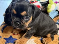 Piggy's Only Boy -ON HOLD, a male French Bulldog and Cavalier King Charles Spaniel for sale in Davis, OK – 3 of 7