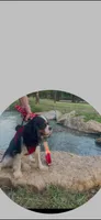 Domnique, a female Cavalier King Charles Spaniel for sale in Davis, OK – 3 of 4