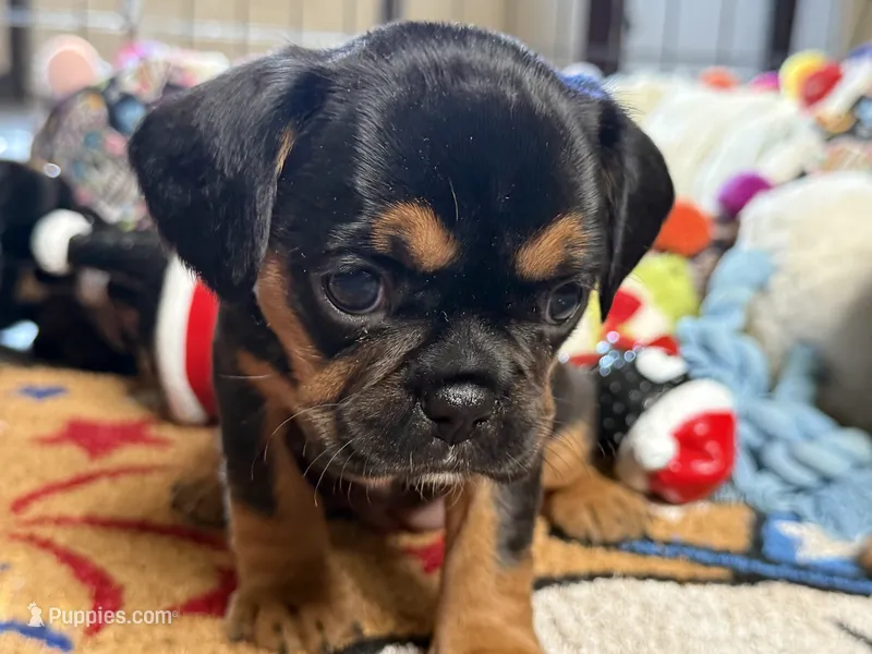 Piggy's Girl 1  – French Bulldog, Cavalier King Charles Spaniel puppy for sale in Davis, OK