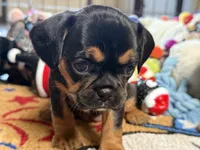 Piggy's Girl 1 , a female French Bulldog and Cavalier King Charles Spaniel for sale in Davis, OK – 1 of 5