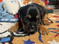 Piggy's Girl 1 , a female French Bulldog and Cavalier King Charles Spaniel for sale in Davis, OK – 4 of 5