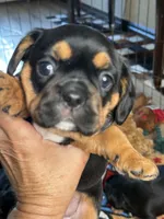 Piggy's Only Boy -ON HOLD, a male French Bulldog and Cavalier King Charles Spaniel for sale in Davis, OK – 2 of 7