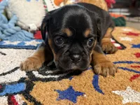 Piggy's Girl 1 , a female French Bulldog and Cavalier King Charles Spaniel for sale in Davis, OK – 5 of 5