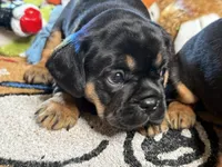 Piggy's Girl 3 , a female French Bulldog and Cavalier King Charles Spaniel for sale in Davis, OK – 5 of 5