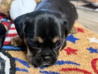 Piggy's Only Boy -ON HOLD, a male French Bulldog and Cavalier King Charles Spaniel for sale in Davis, OK – 6 of 7