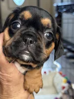 Piggy's Girl 3 , a female French Bulldog and Cavalier King Charles Spaniel for sale in Davis, OK – 4 of 5