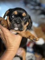 Piggy's Only Boy -ON HOLD, a male French Bulldog and Cavalier King Charles Spaniel for sale in Davis, OK – 1 of 7