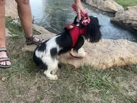 Domnique, a female Cavalier King Charles Spaniel for sale in Davis, OK – 4 of 4