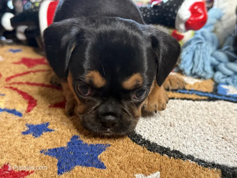 Piggy's Girl 2  – Cavalier King Charles Spaniel puppy for sale in Davis, OK