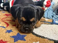 Piggy's Girl 2 , a female Cavalier King Charles Spaniel for sale in Davis, OK – 1 of 3