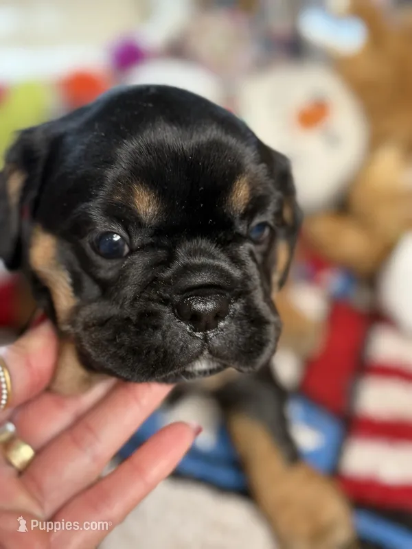 Piggy's Girl 3  – French Bulldog, Cavalier King Charles Spaniel puppy for sale in Davis, OK
