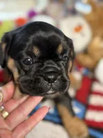 Piggy's Girl 3 , a female French Bulldog and Cavalier King Charles Spaniel for sale in Davis, OK – 1 of 5