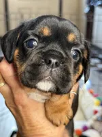 Piggy's Girl 3 , a female French Bulldog and Cavalier King Charles Spaniel for sale in Davis, OK – 3 of 5