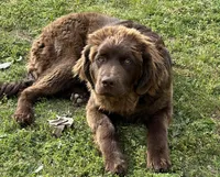 Eleanor , a female Newfoundland for sale in Athens, AL – Photo 2 of 3