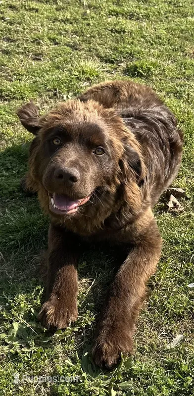 Eleanor  – Newfoundland puppy for sale in Athens, AL