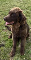 Eleanor , a female Newfoundland for sale in Athens, AL – Photo 3 of 3