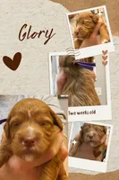 Glory, a female Miniature Goldendoodle for sale in Huntsville, AL – 2 of 4
