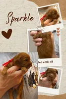 Sparkle, a female Miniature Goldendoodle for sale in Huntsville, AL – 2 of 4