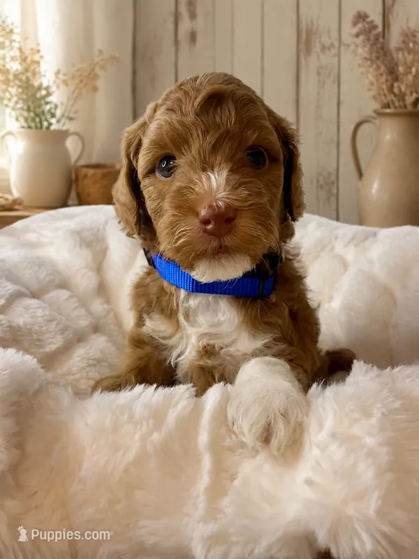 Rocket – Miniature Goldendoodle puppy for sale in Huntsville, AL