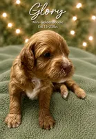 Glory, a female Miniature Goldendoodle for sale in Huntsville, AL – 3 of 4