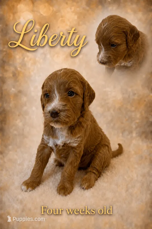 Liberty – Miniature Goldendoodle puppy for sale in Huntsville, AL