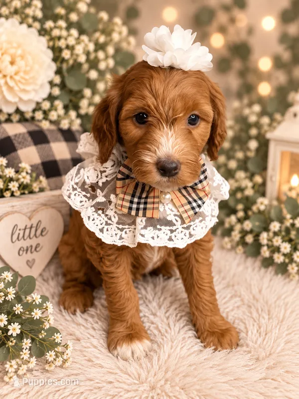 Liberty – Miniature Goldendoodle puppy for sale in Huntsville, AL