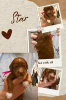 Star, a female Miniature Goldendoodle for sale in Huntsville, AL – 4 of 4