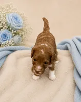 Rocket, a male Miniature Goldendoodle for sale in Huntsville, AL – 1 of 4
