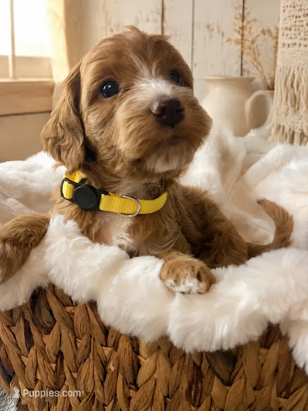 Liberty – Miniature Goldendoodle puppy for sale in Huntsville, AL