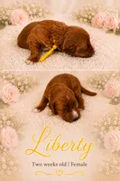 Liberty, a female Miniature Goldendoodle for sale in Huntsville, AL – 4 of 4