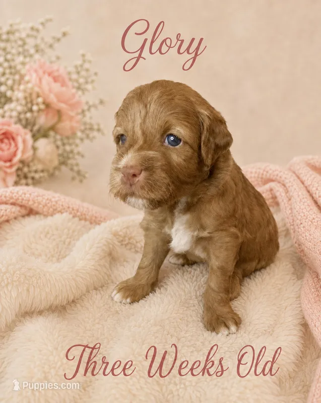 Glory – Miniature Goldendoodle puppy for sale in Huntsville, AL