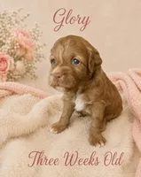 Glory, a female Miniature Goldendoodle for sale in Huntsville, AL – 1 of 4