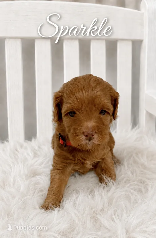Sparkle – Miniature Goldendoodle puppy for sale in Huntsville, AL