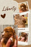 Liberty, a female Miniature Goldendoodle for sale in Huntsville, AL – 2 of 4
